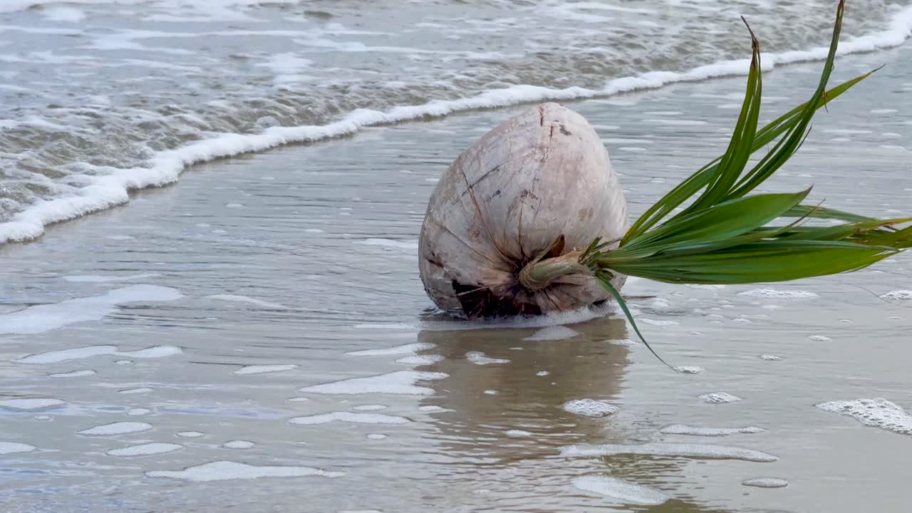 A coconut seedling interacts with gentle waves on a Port Douglas beach, showcasing natural growth and coastal environment