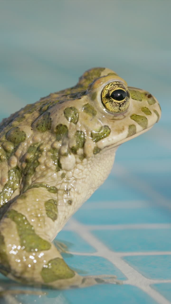 toad on the side of a swimming pool in vertical