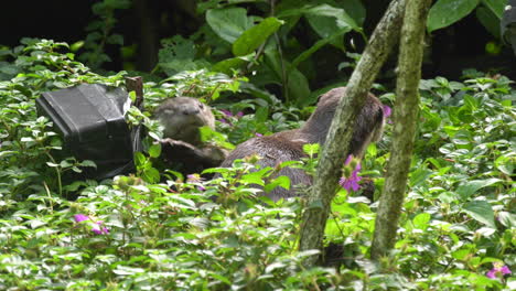 two otters playing among the leaves at the singapore botanic gardens