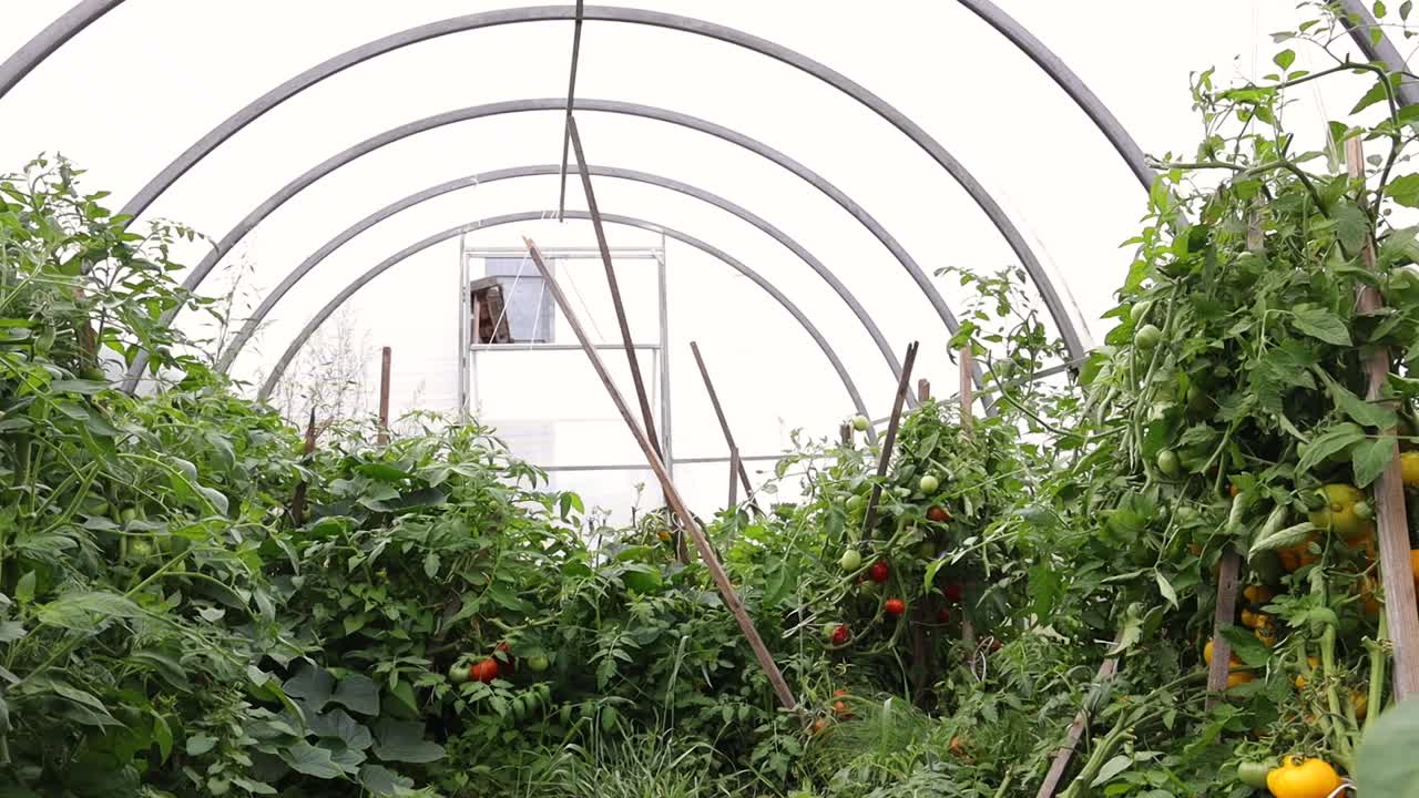 온실 밖으로 낮은 산책