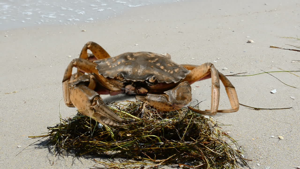 Krabbe på stranden. Fotografering på stranden.