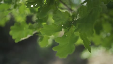 close up shot of beautiful green leaves blowing in the calm wind