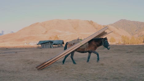 one brown horse carry on his back wooden beams in rural area. horse used for agricultural works