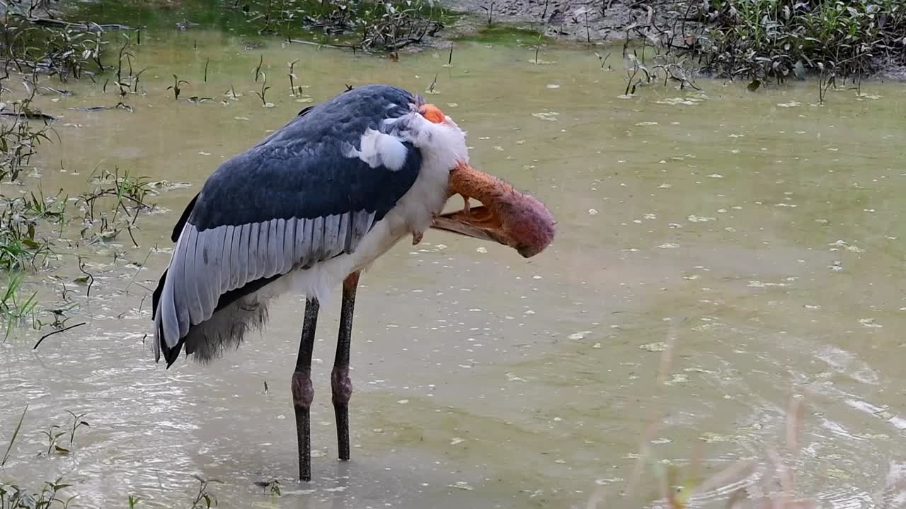 큰 부관, leptoptilos dubius, 부리람, 태국