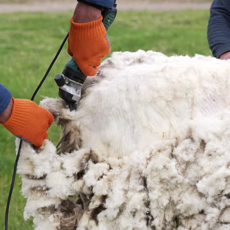 farmer shearing sheep on farm. hands of farmer cutting the wool of sheep with electric machine