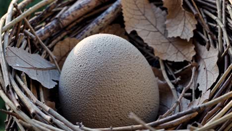bird egg in nest