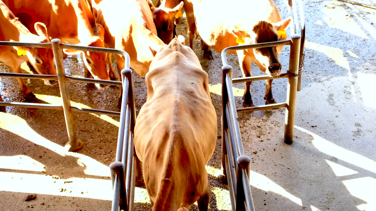 Jersey dairy cows being funnelled toward milking station on dairy farm