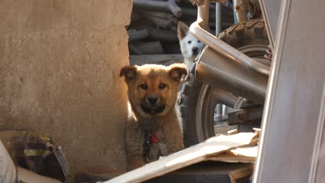 playing dog with camera in outside of country in south korea