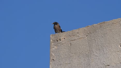 A-bird-is-sitting-on-a-damaged-school-building-by-Israeli-attacks-in-war