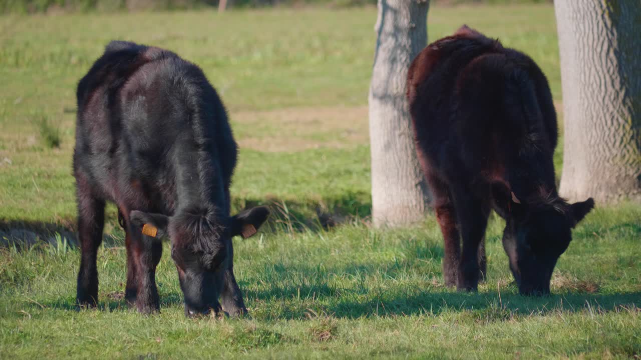 Vitello nero che mangia erba in un prato.