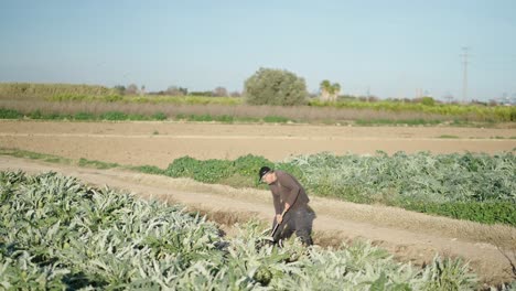 farmer harvesting artichoke plants