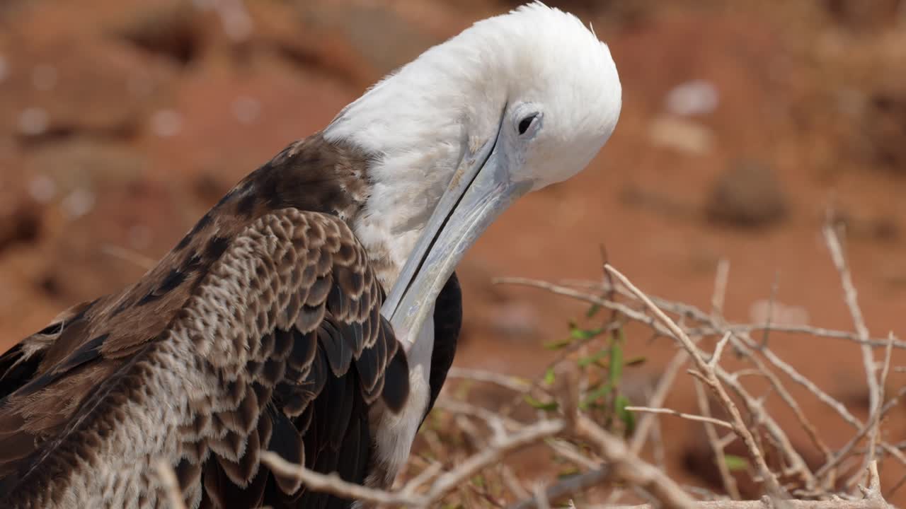 A juvenile magnificent frigatebird preens itself in the sun on North Seymour Island near Santa Cruz in the Gal&aacute;pagos Islands