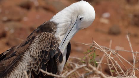 a juvenile magnificent frigatebird preens itself in the sun on north seymour island near santa cruz in the galápagos islands