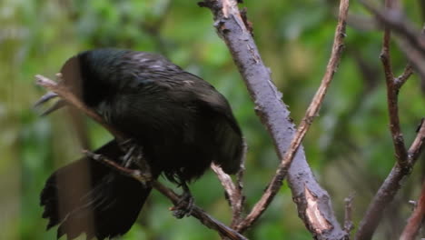 Common-grackle-on-dry-branch-standing-still-watching-for-another-bird-nearby