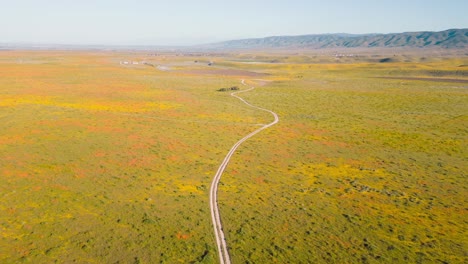 aerial drone time lapse of super bloom meadows of orange and yellow flowers in southern california in spring time with cars driving on windy country roads