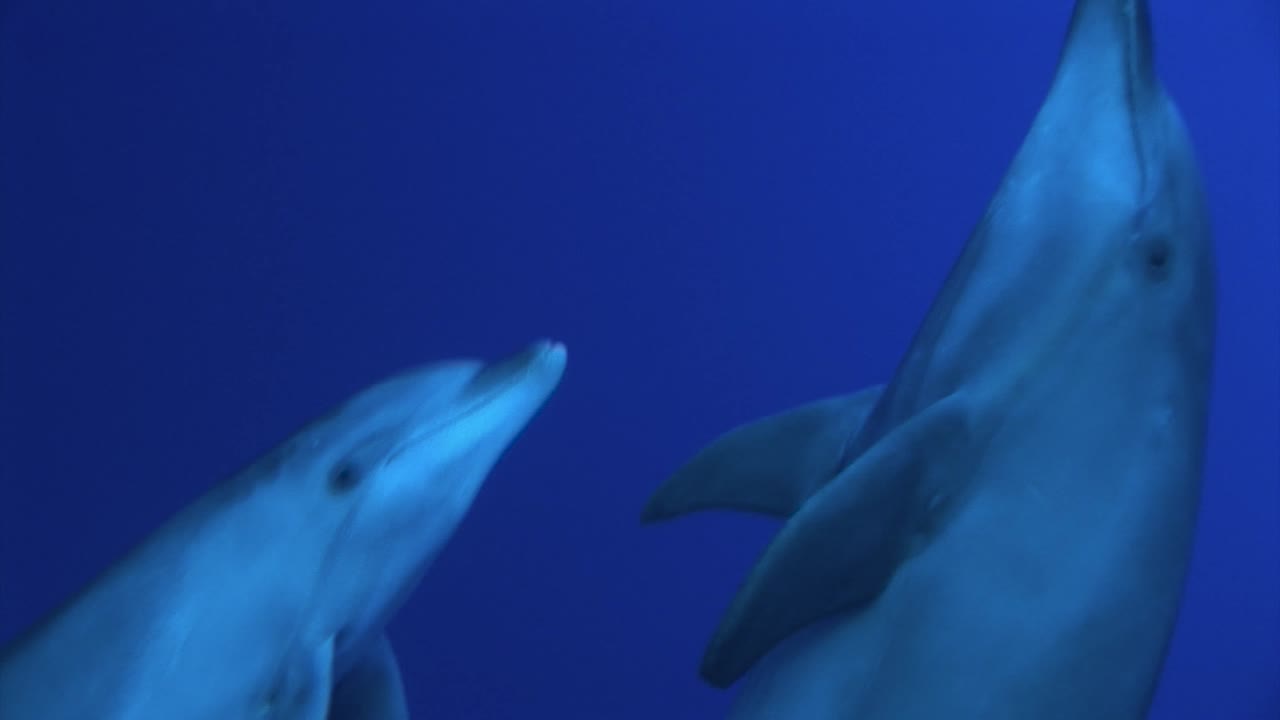 Bottlenose dolphins, tursiops truncatus  in clear blue water of the south pacific ocean getting close to the camera before swimming to the surface.