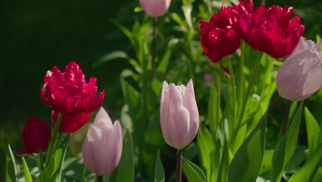 beautiful vibrant color of tulip flowers bloom in garden park