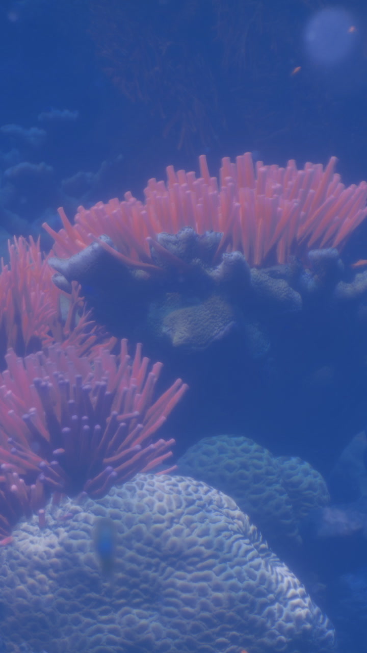 Vibrant coral reefs alive with colorful marine life in a serene ocean setting