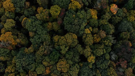 Drone-flight-over-fall-forest-in-Canada