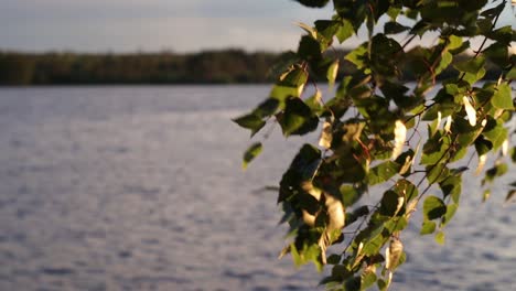 Hojas-De-Abedul-Que-Soplan-En-El-Viento-Sobre-Un-Lago-Dentro-De-Un-Bosque-En-Gästrikland,-Suecia-Una-Cálida-Noche-De-Verano-Al-Atardecer