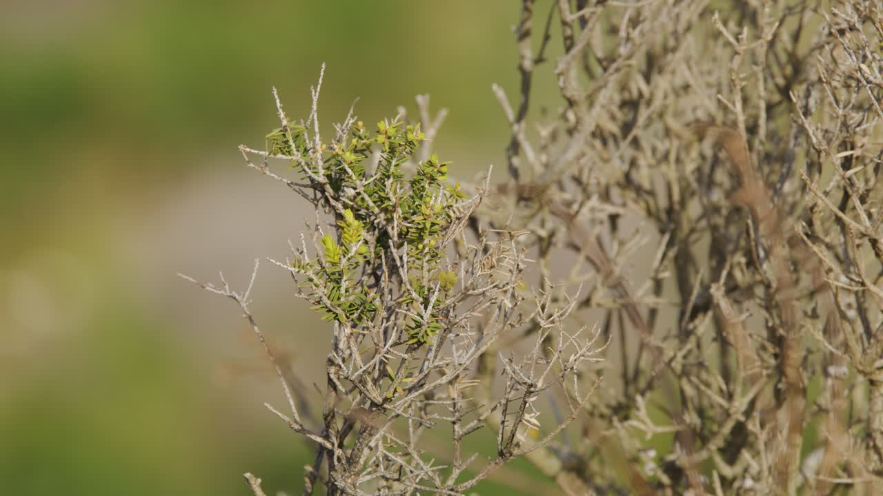 Native tea tree shrub gently sways in coastal wind, sunlit with shallow depth of field