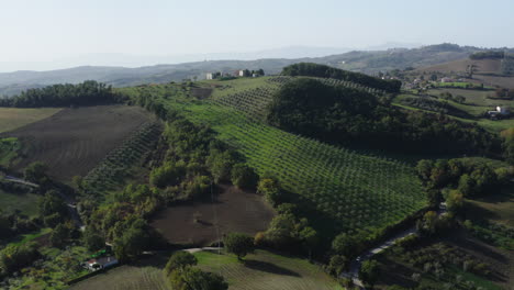 Toma-Aérea-En-órbita-De-Una-Plantación-De-Olivos-En-Una-Colina-Cerca-De-La-Ciudad-De-Fossalto-En-La-Región-De-Molise-En-Italia,-4k