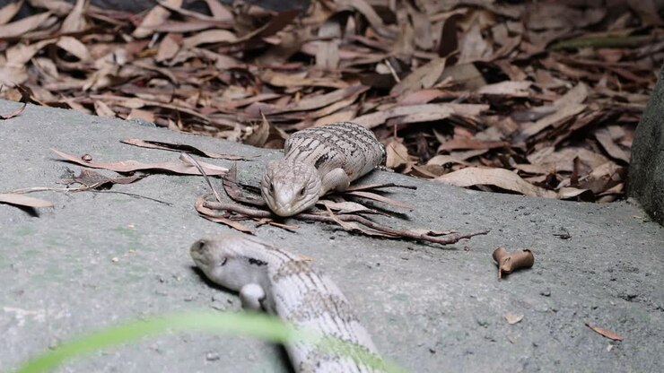 Sequence of a snake hunting and capturing a mouse
