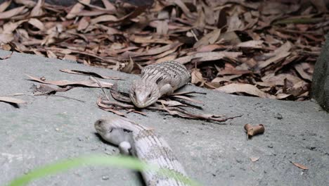 sequence of a snake hunting and capturing a mouse