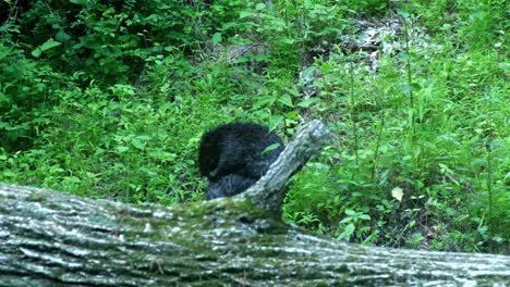 Beaver-cleans-itsel-next-to-log-on-riverbank