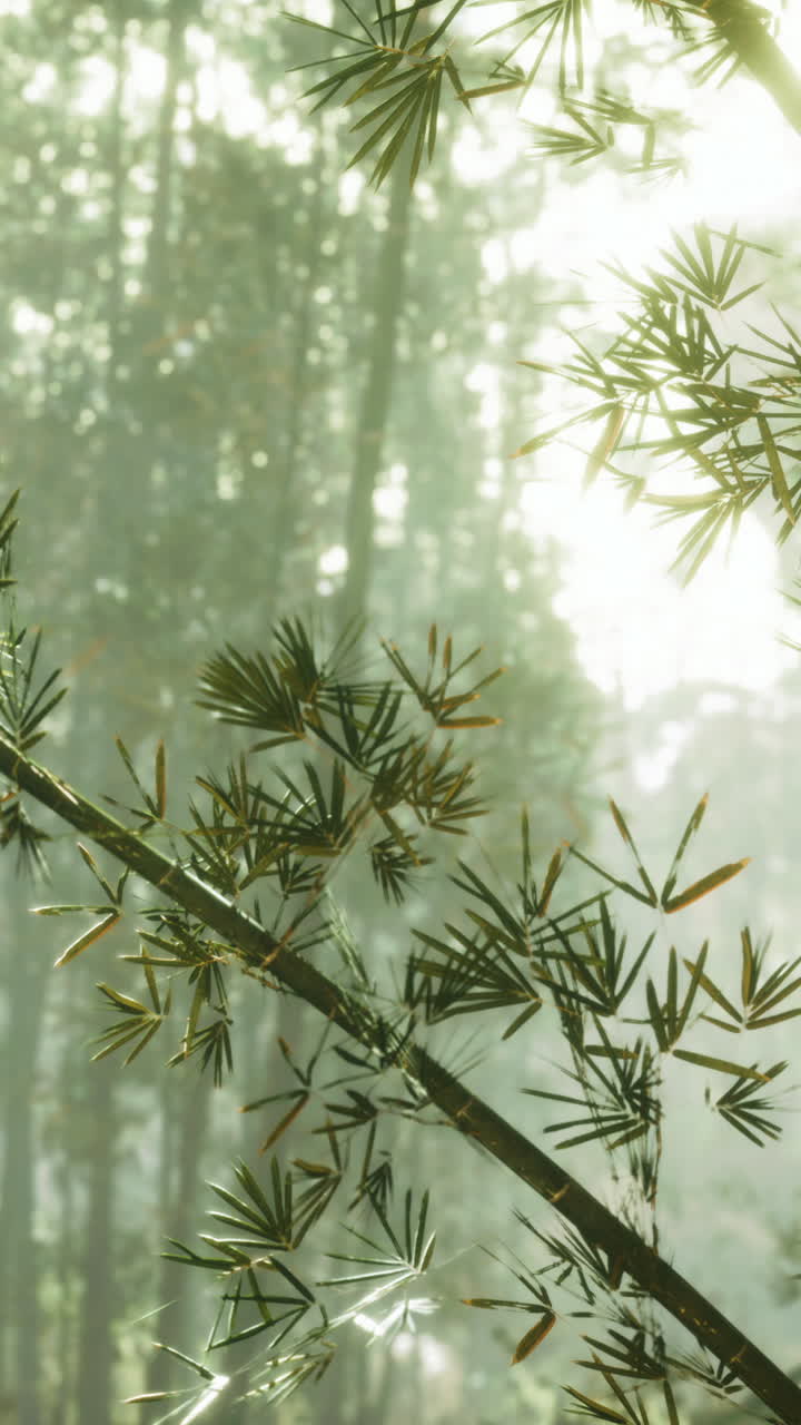 bosque de bambú en la niebla de la mañana