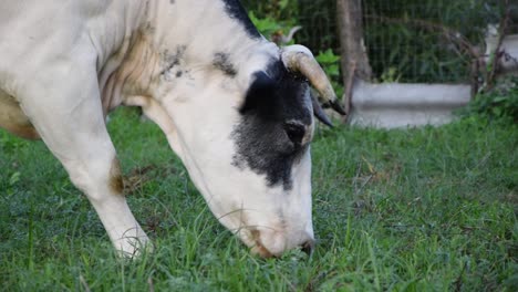 primer plano de una vaca holstein blanca comiendo hierba
