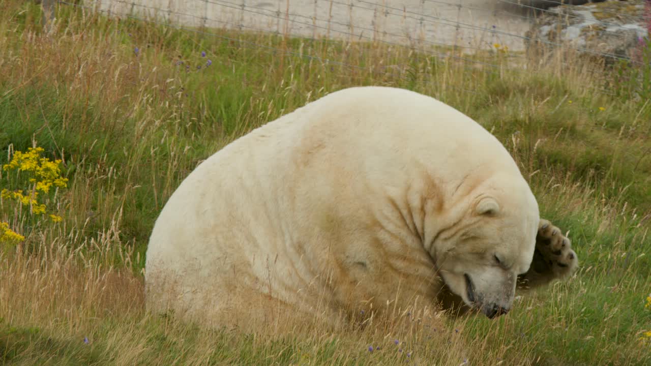 Polar bear sits and moves head in fenced grassy enclosure, overcast daylight, medium static shot
