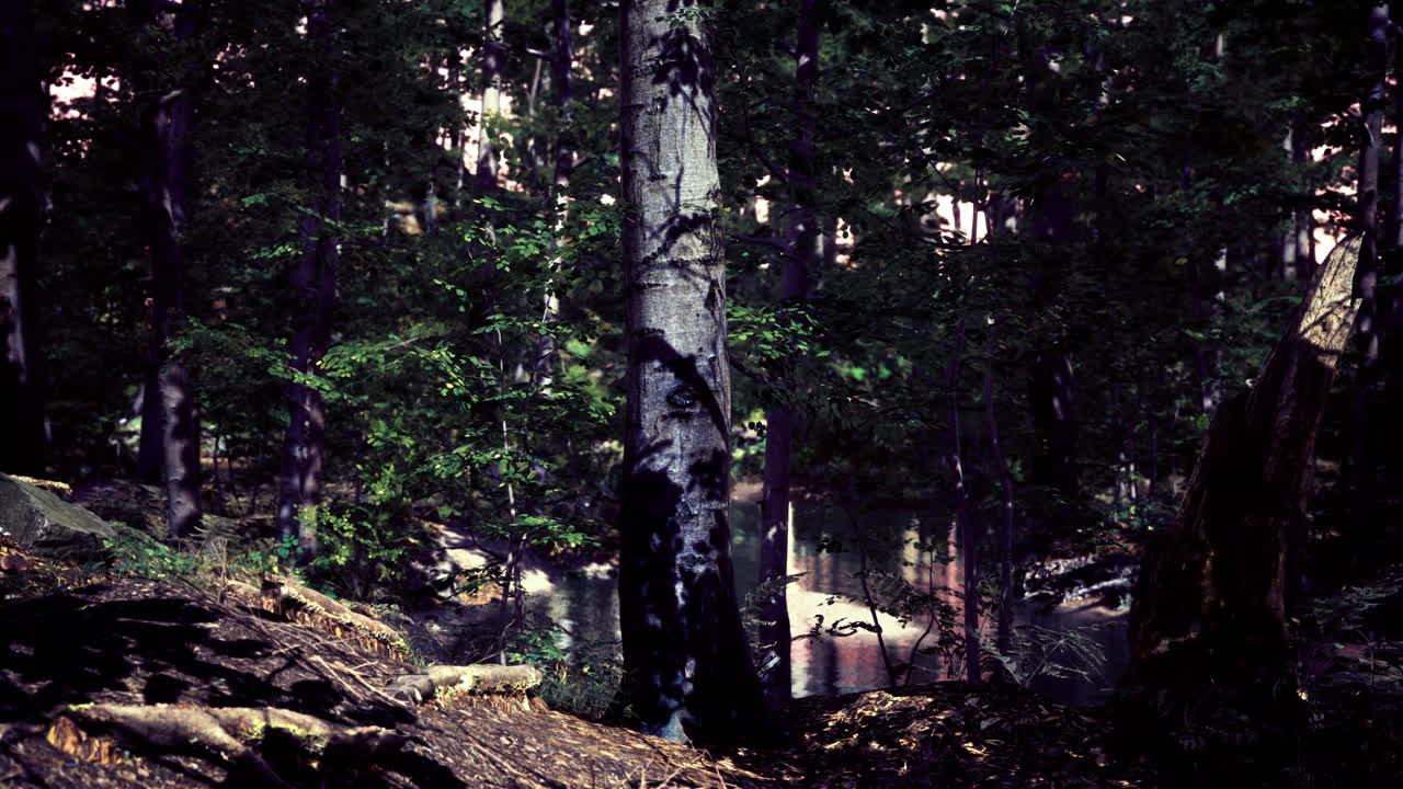 Serene forest landscape with a calm water body surrounded by trees
