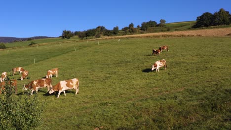 Rebaño-De-Ganado-Pastando-En-Pastos-De-Montaña,-Imágenes-Aéreas,-Escena-Rural,-4k-Uhd,-ángulo-Alto,-Agricultura-Ecológica,-Granja-Lechera