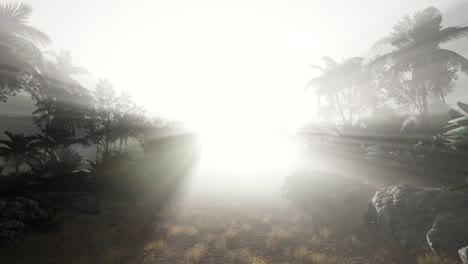 sunset beams through palm trees