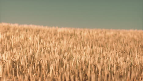 agricultural wheat field under sunset