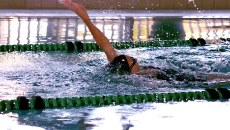 fit female swimmer doing the back stroke in swimming pool