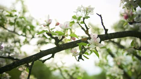 apple blossom close-up in spring