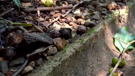 Nahaufnahmevideo-Von-Blattschneiderameisen,-Die-Pflanzenstücke-Auf-Dem-Bordstein-In-Costa-Rica-Tragen