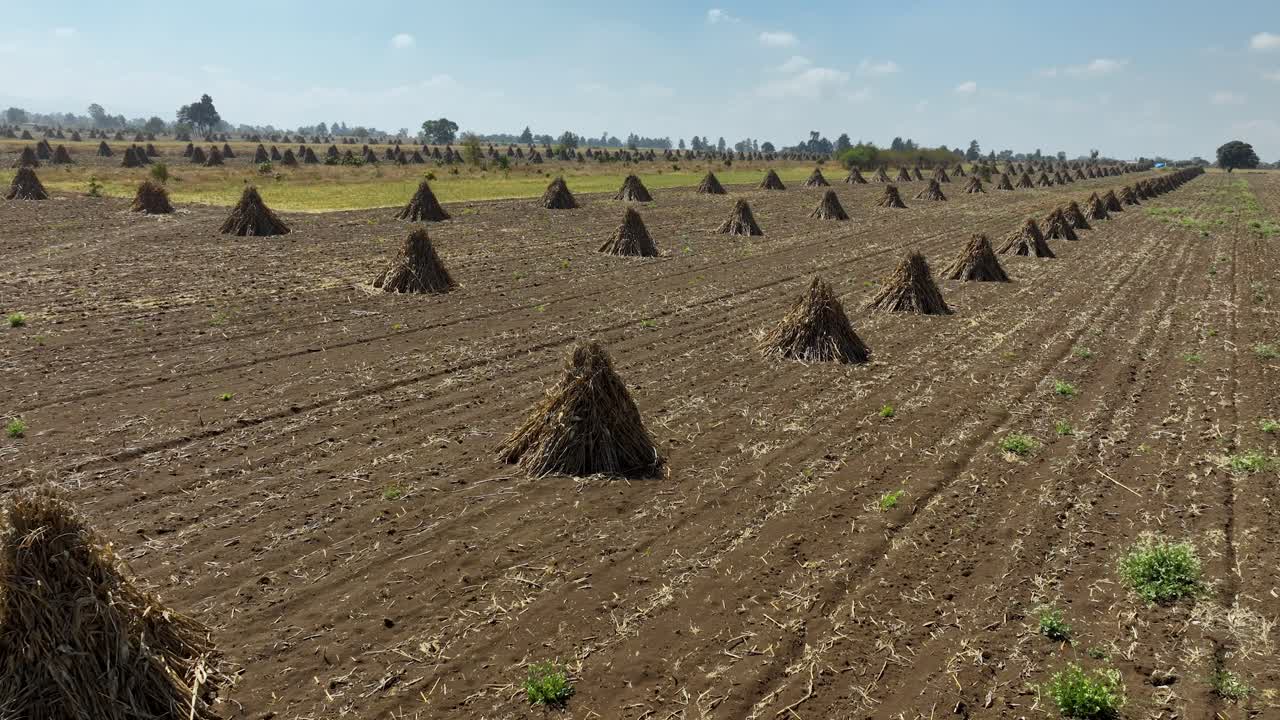 Aerial video of the corn fields of Mexico, recently harvested