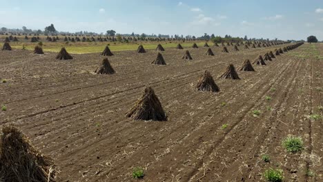 aerial video of the corn fields of mexico, recently harvested
