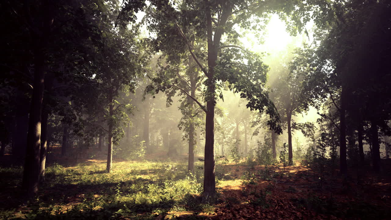 부드러운 빛은 조용한 숲에서 나무를 통해 필터링