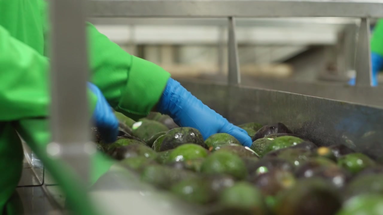 Worker sorting avocados by hand on conveyor belt in industrial processing facility