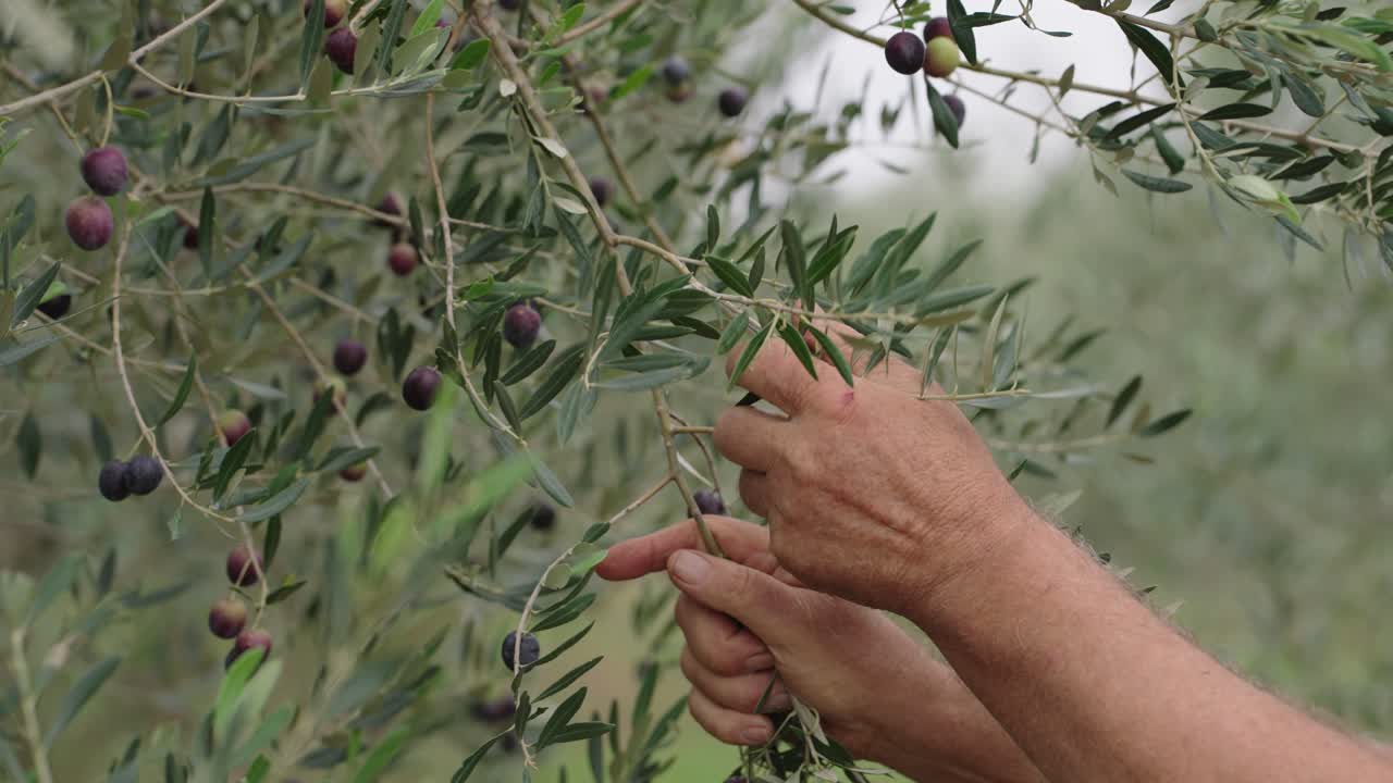 Close view of hand picking black olives from green tree branches