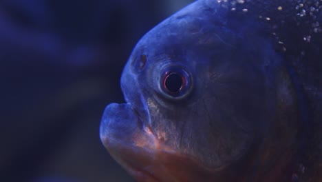 Un-Primerísimo-Plano-De-La-Cara-Y-Los-Ojos-De-La-Piraña-De-Vientre-Rojo-En-Un-Agua-Azul-Clara