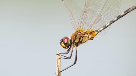 cerca de una libélula de pie en un palo