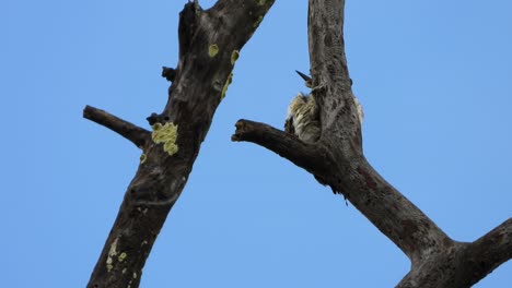 woodpecker chilling on tree uhd mp4 4k video.