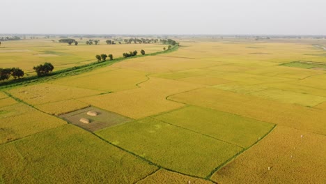 Die-Schönheit-Der-Natur-Erblühte-In-Der-Goldenen-Ernte-Von-Bengal-I