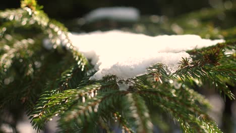 the dark branches of the spruce do not let in sunlight