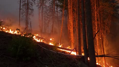 Nachts-Wütet-Ein-Waldbrand-Durch-Den-Kiefernwald,-Während-Am-Hang-Rauch-Aufsteigt